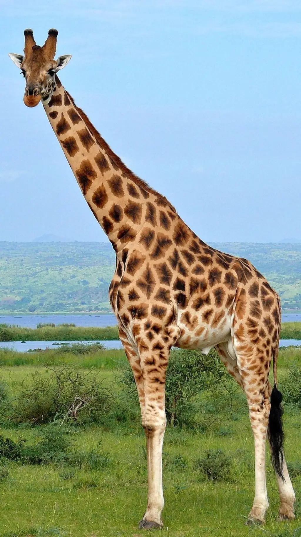 ai character: Rothschild's 🦒 background