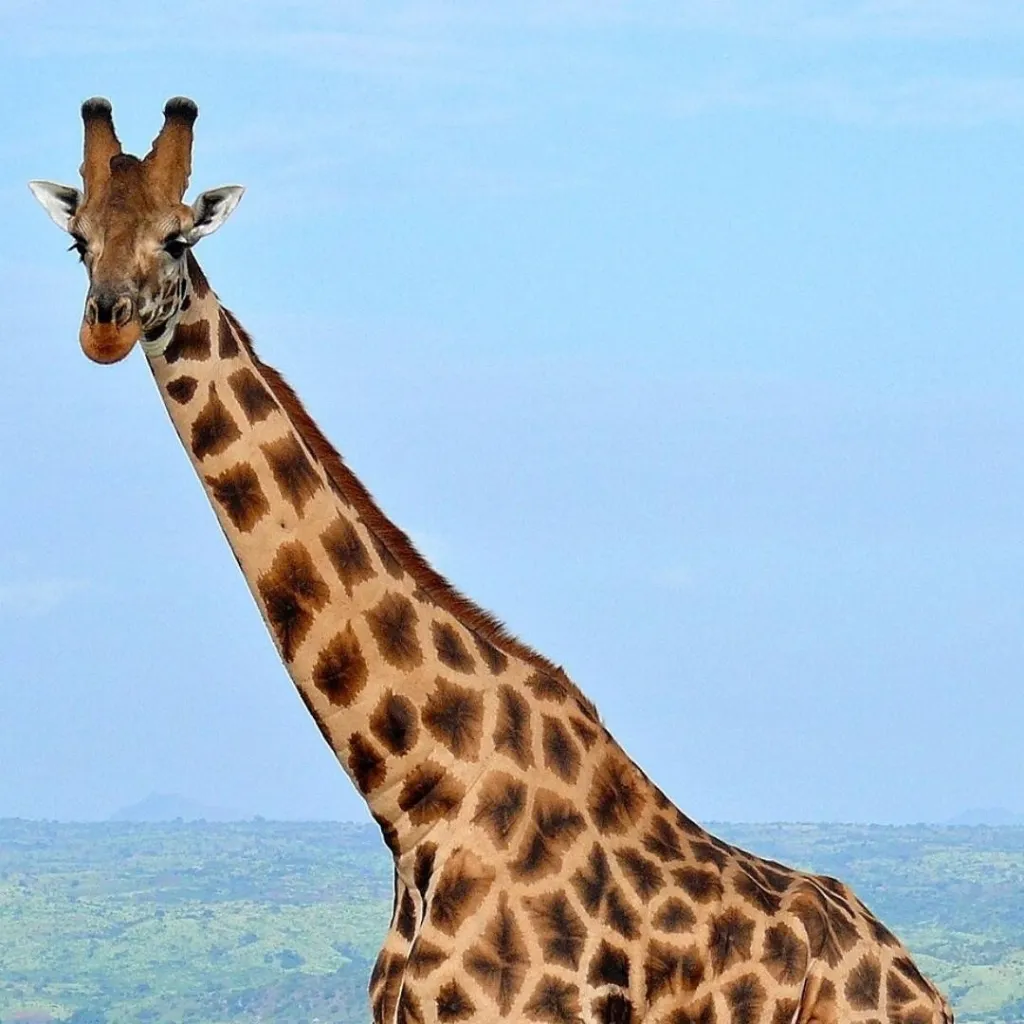 chat with ai character: Rothschild's 🦒