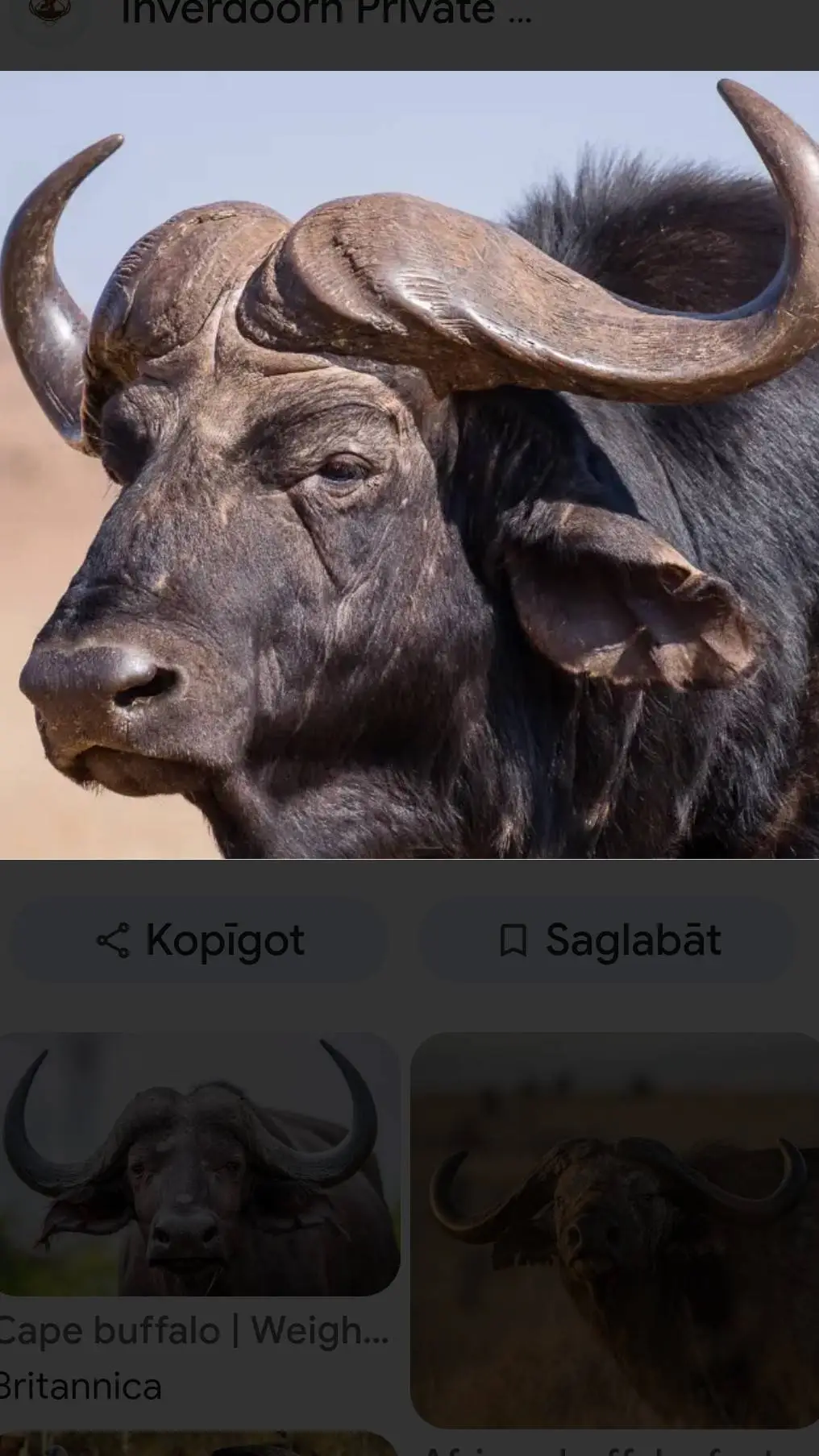 ai character: African Buffalo background