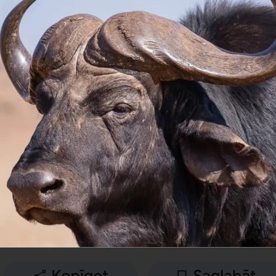 chat with ai character: African Buffalo