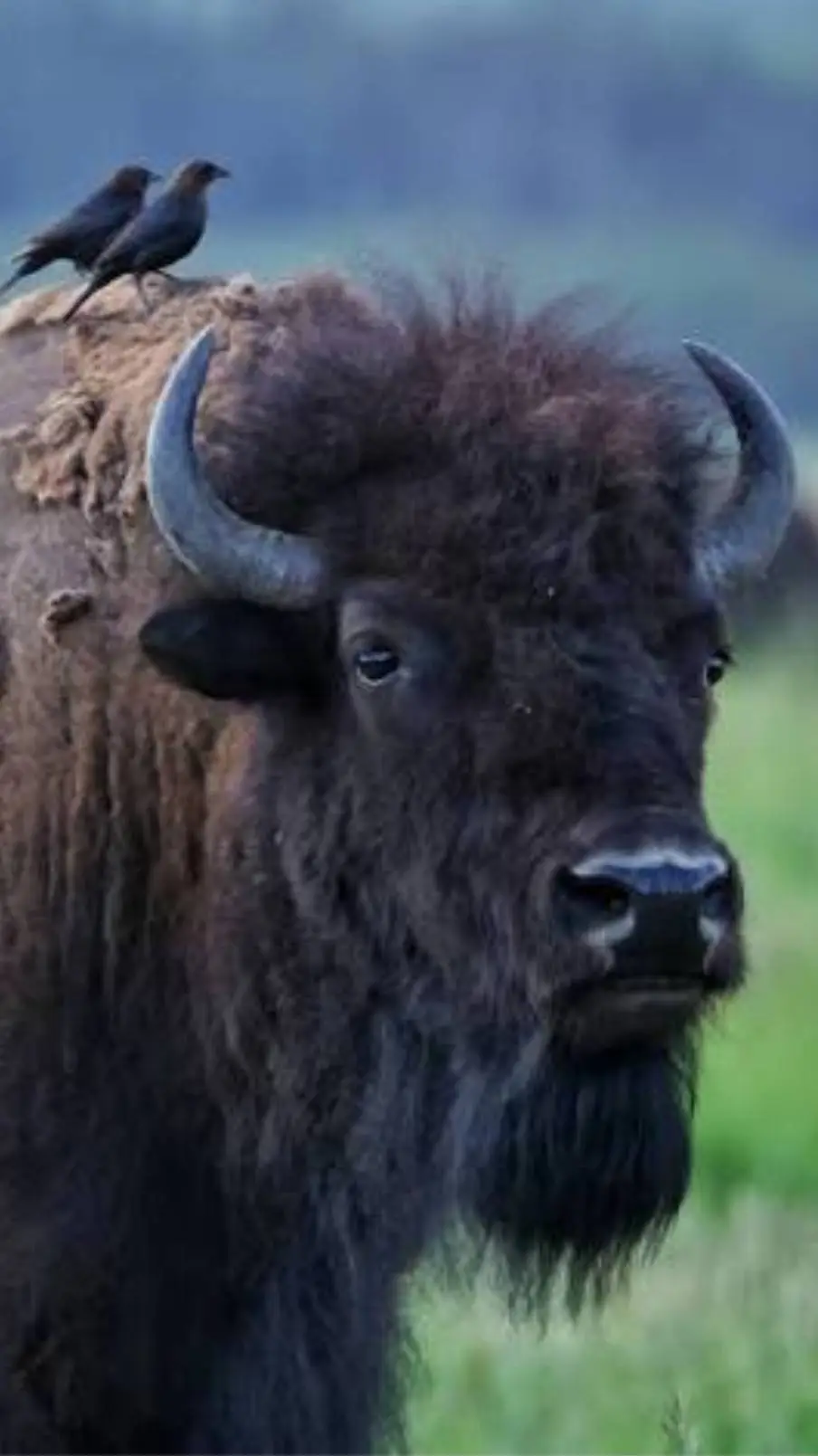 ai character: American Bison background