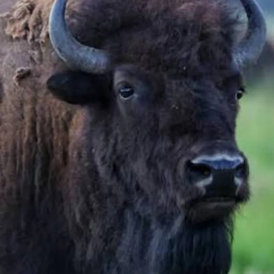 chat with ai character: American Bison