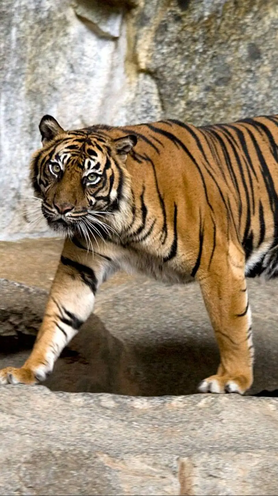 ai character: Sumatran Tiger  background