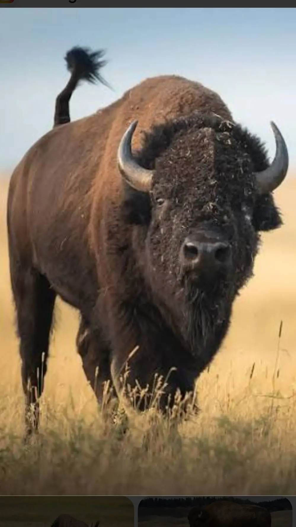 ai character: American Bison  background