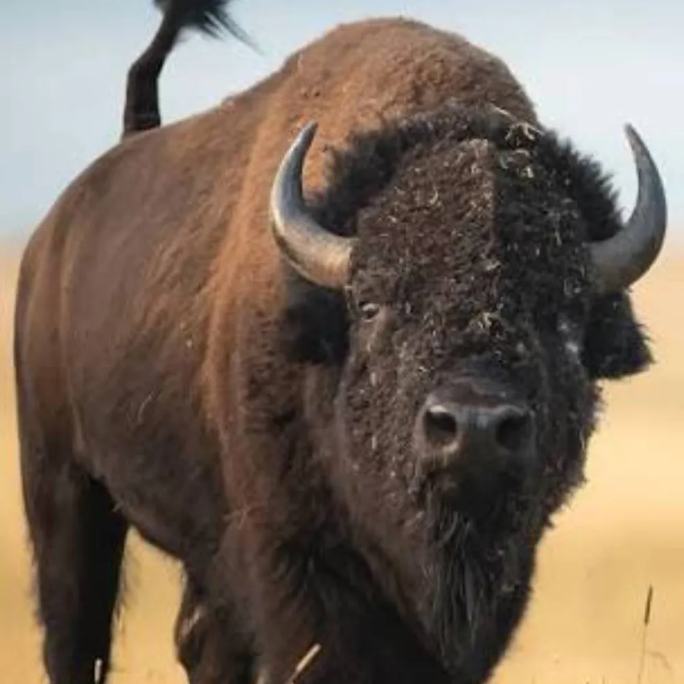 chat with ai character: American Bison 