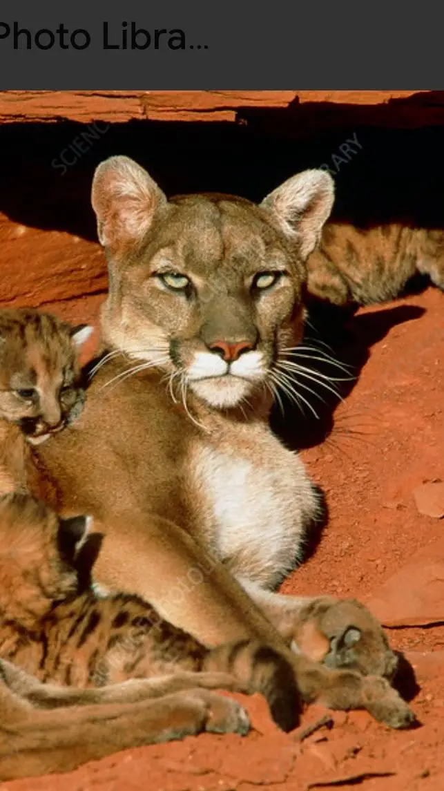 ai character: Mountain Lion background