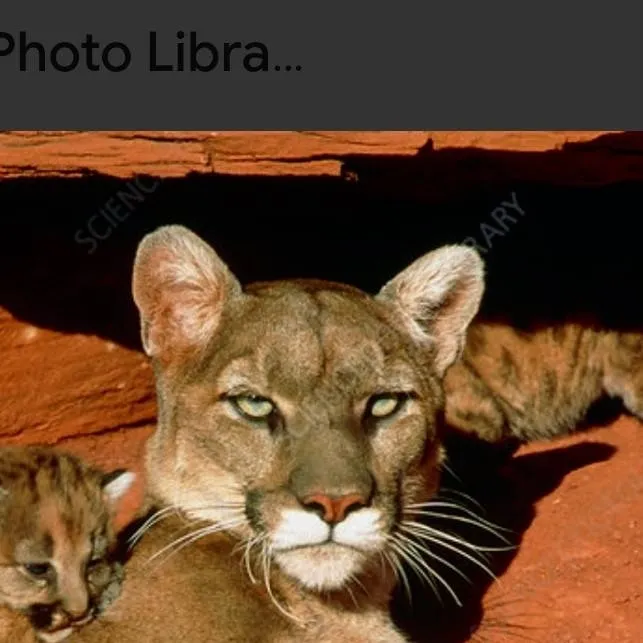 chat with ai character: Mountain Lion