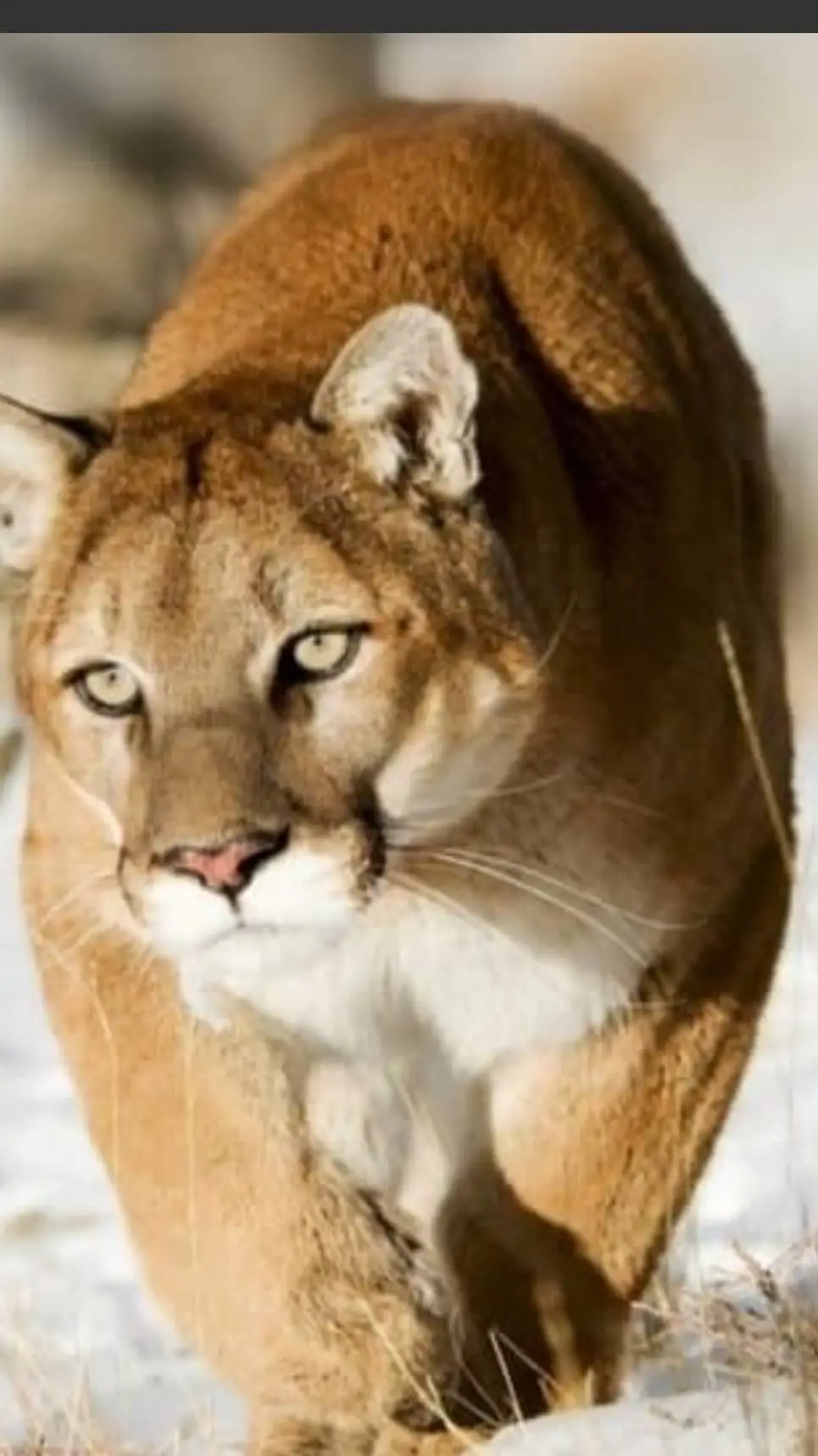 ai character: Mountain Lion background