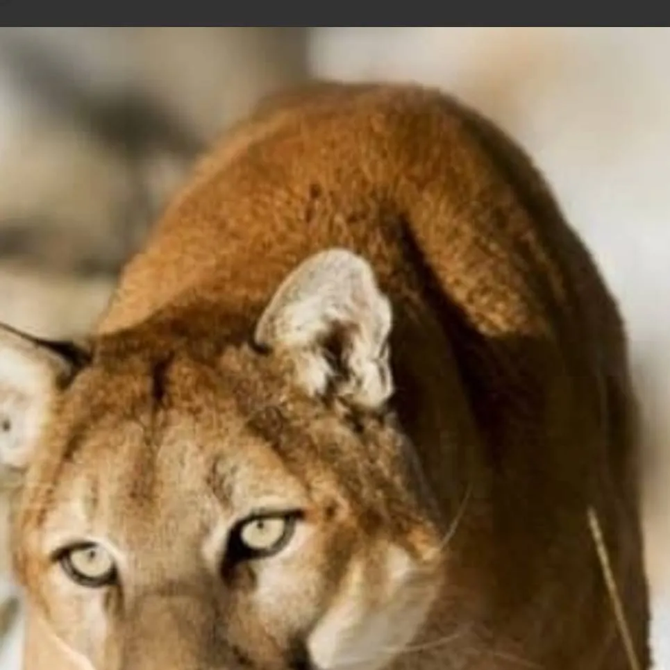 chat with ai character: Mountain Lion