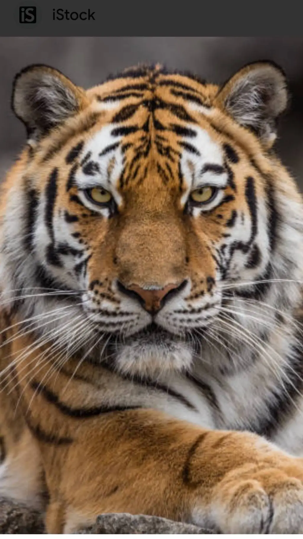 ai character: Siberian Tiger  background