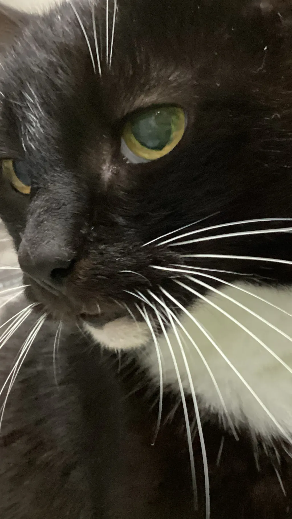 ai character: Sammy the cat background