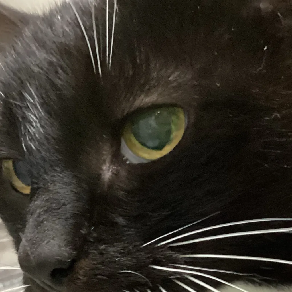 chat with ai character: Sammy the cat