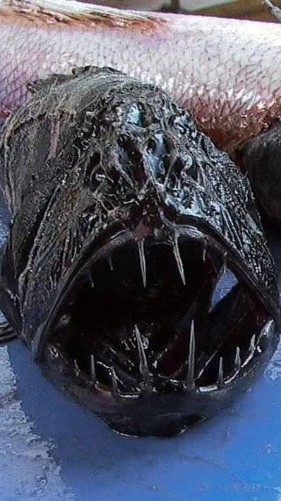 ai character: fish background