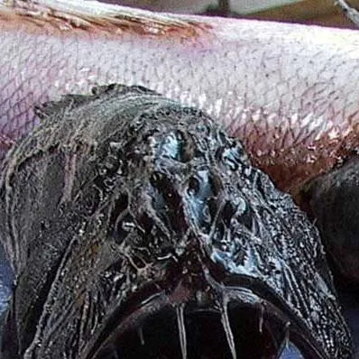 chat with ai character: fish