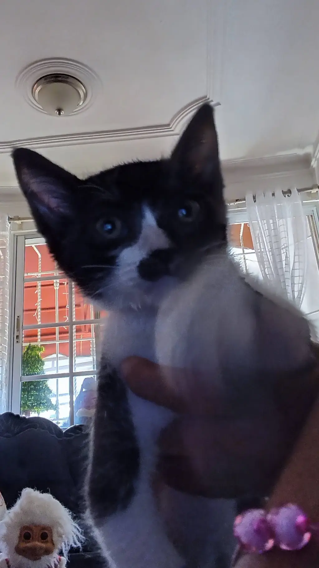 ai character: Gatito tuxedo background