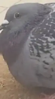 ai character: fat pigeon  background