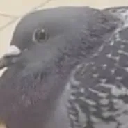 chat with ai character: fat pigeon 