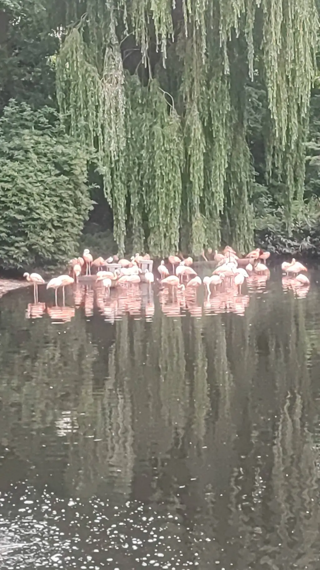 ai character: flamingo  background