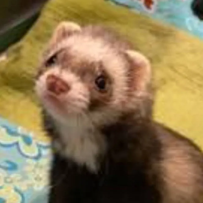 chat with ai character: mha