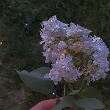 chat with ai character: Ariel