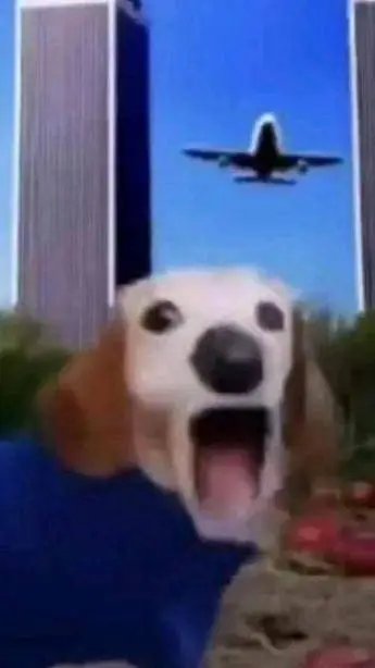 ai character: perro que habla XD background