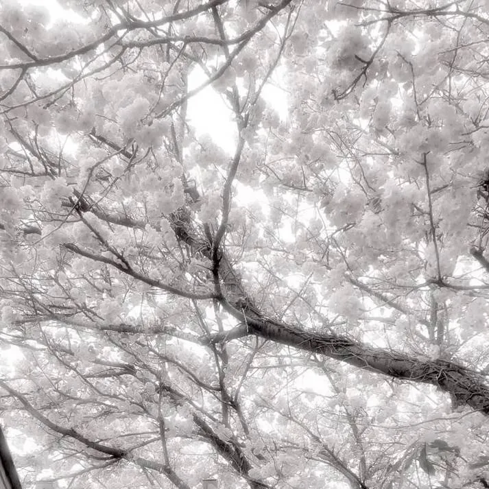 chat with ai character: Kny🐾✨