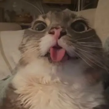 chat with ai character: rigby cat