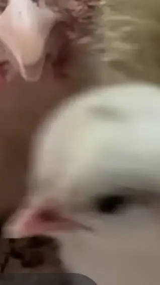 ai character: chick background