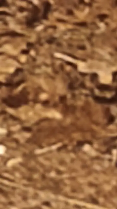 ai character: dw girl  background