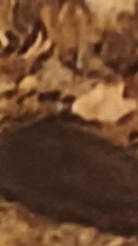 ai character: pebble background