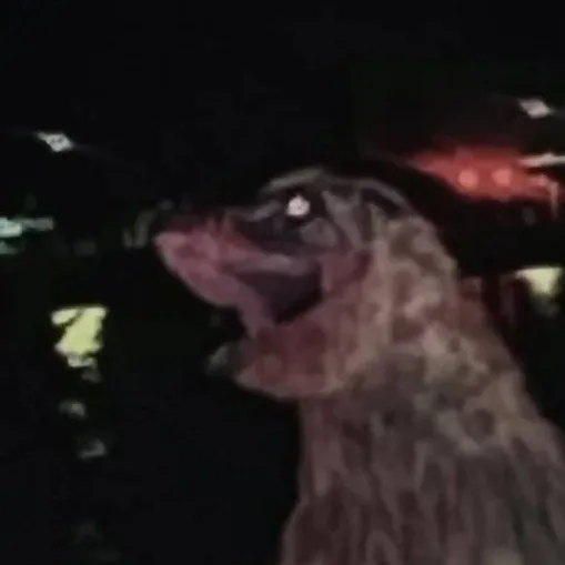 chat with ai character: Troodon Borealis