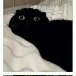 chat with ai character: Httyd