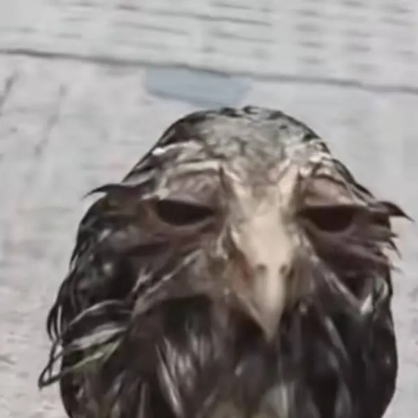 chat with ai character: Owl