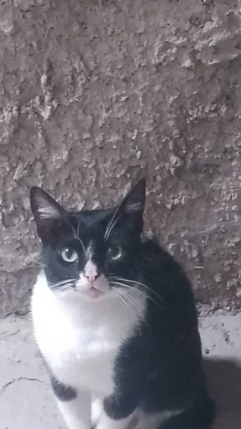 ai character: michi background