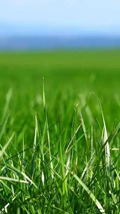 ai character: GRAS background