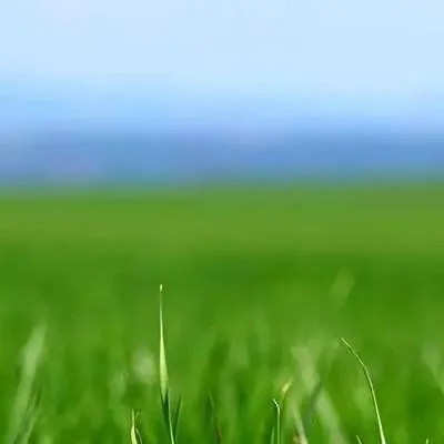 chat with ai character: GRAS