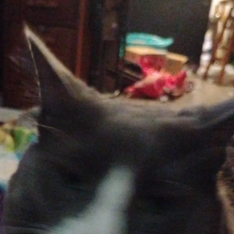 chat with ai character: silver 