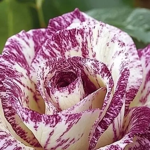 chat with ai character: mha loves you