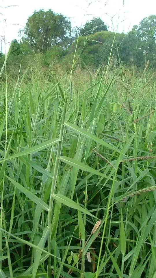ai character: German grass background