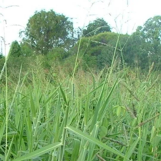 chat with ai character: German grass