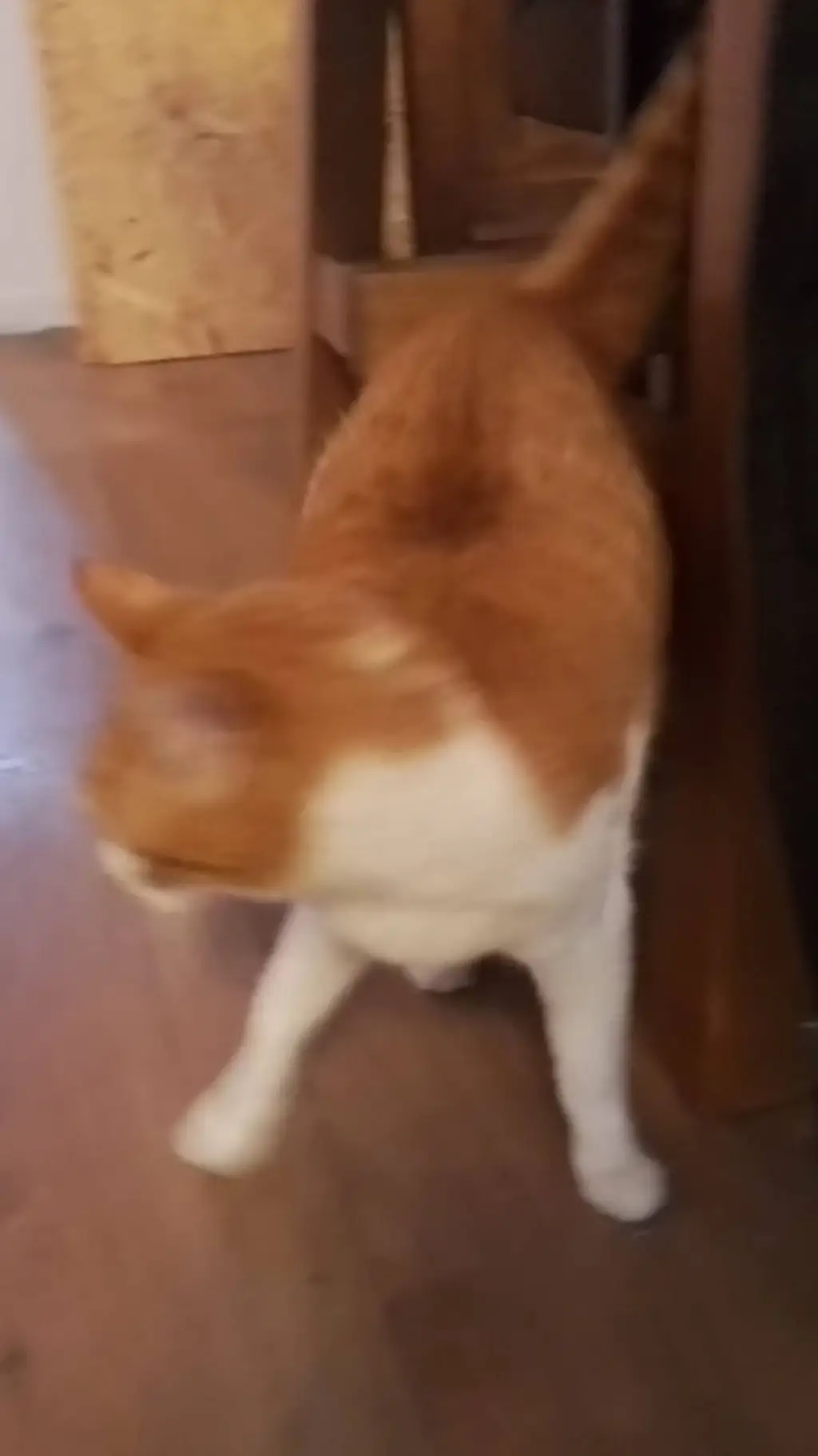 ai character: cat  background