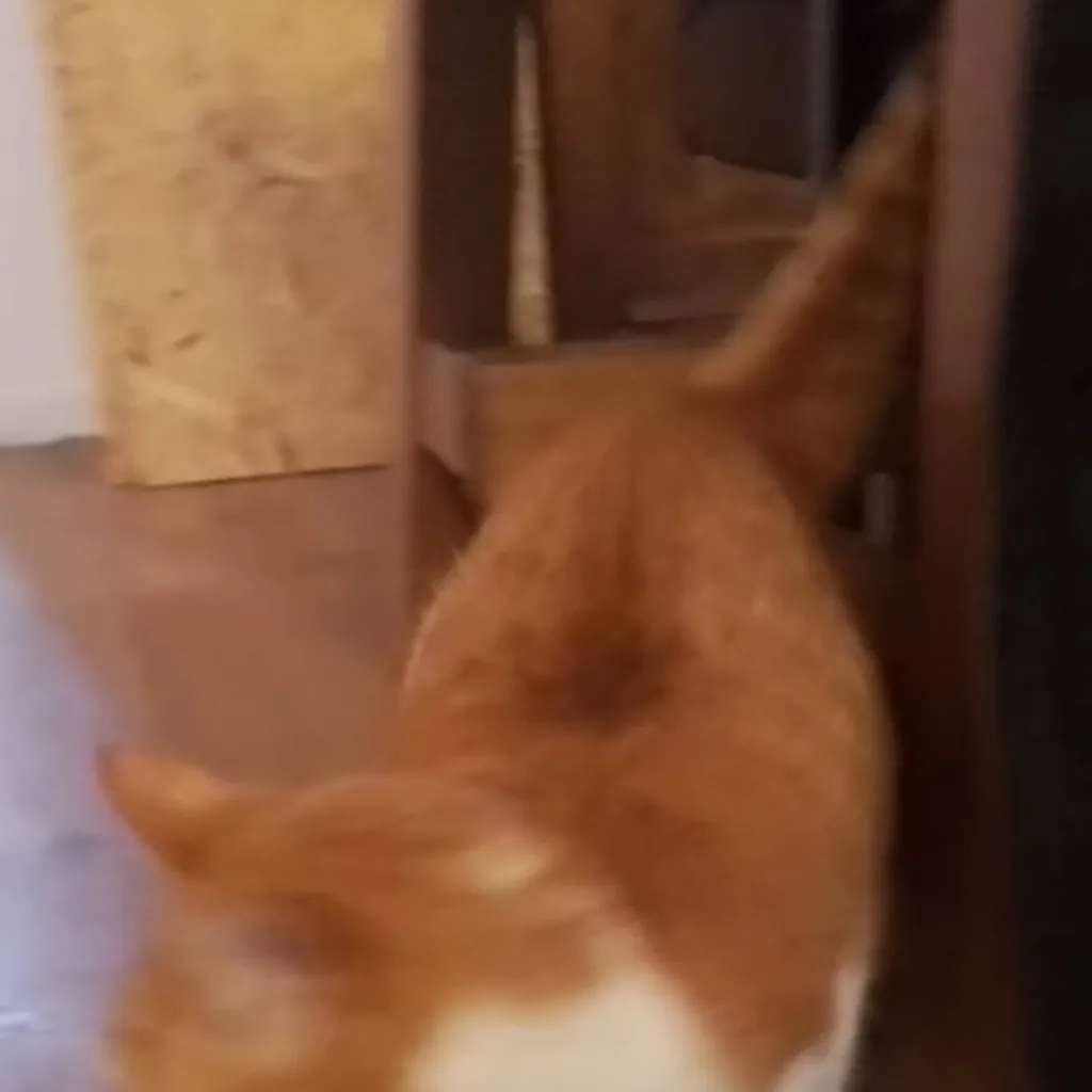 chat with ai character: cat 