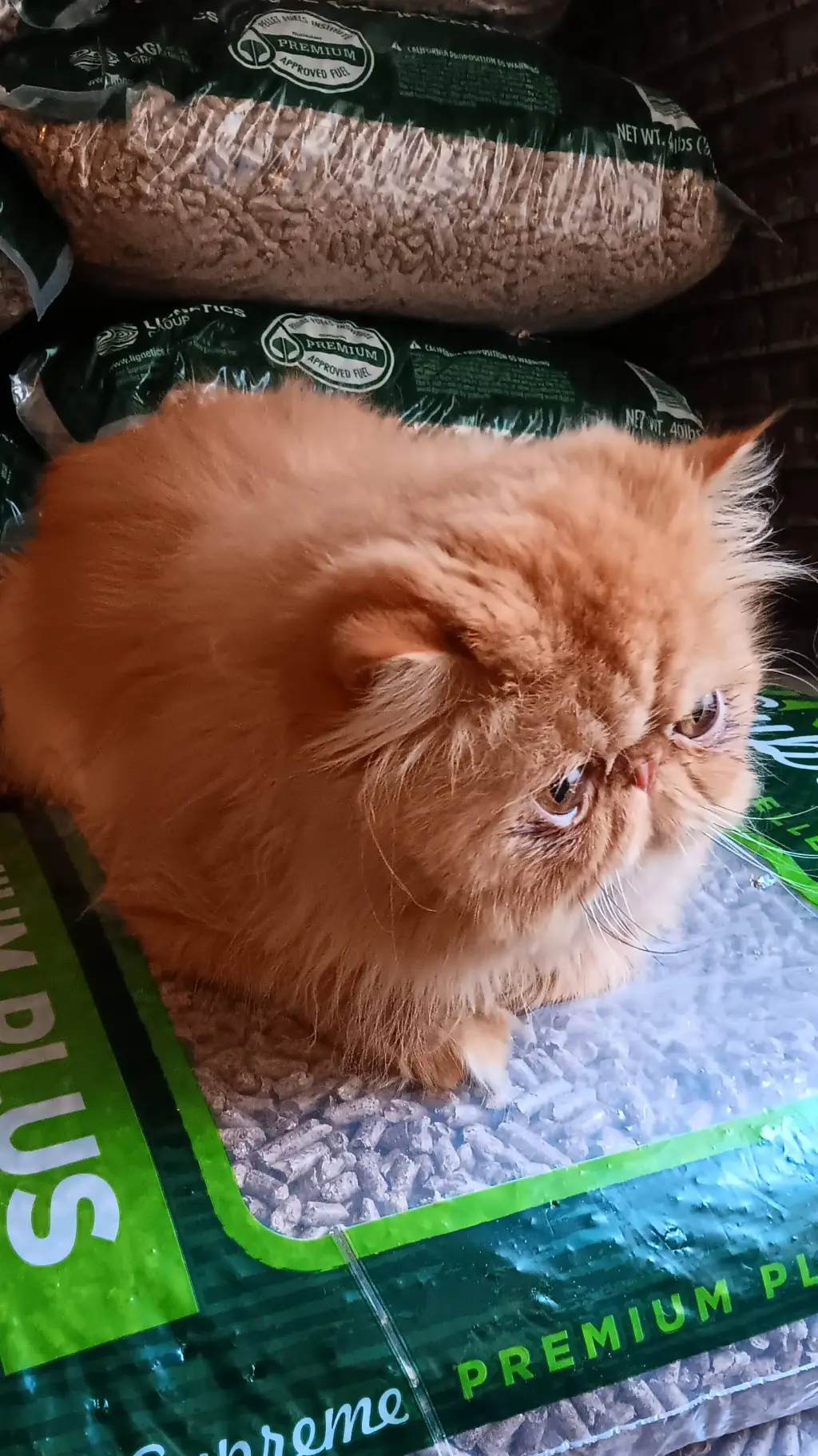 ai character: leo background