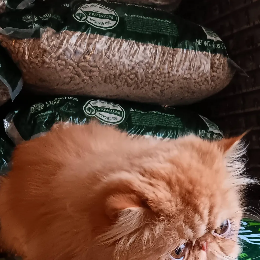 chat with ai character: leo