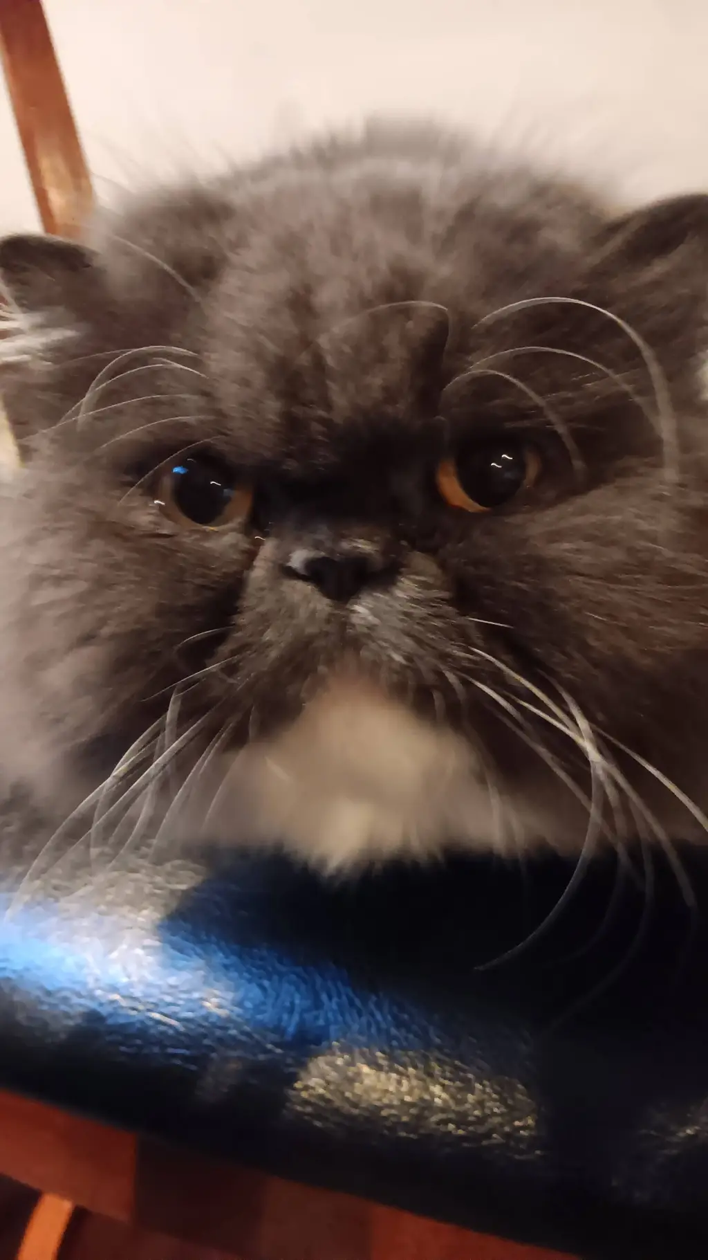 ai character: Luna background