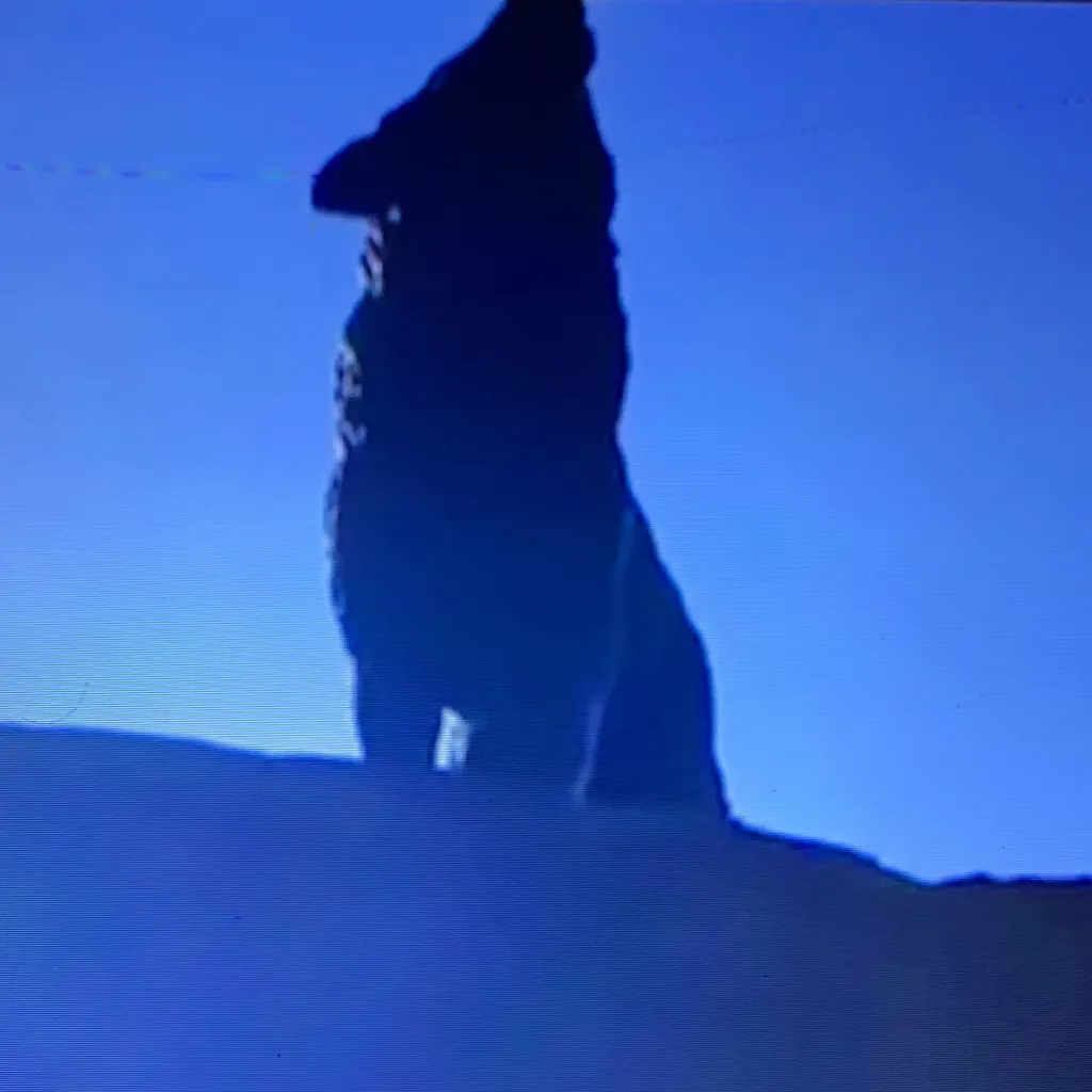 chat with ai character: Alpha Wolf life 