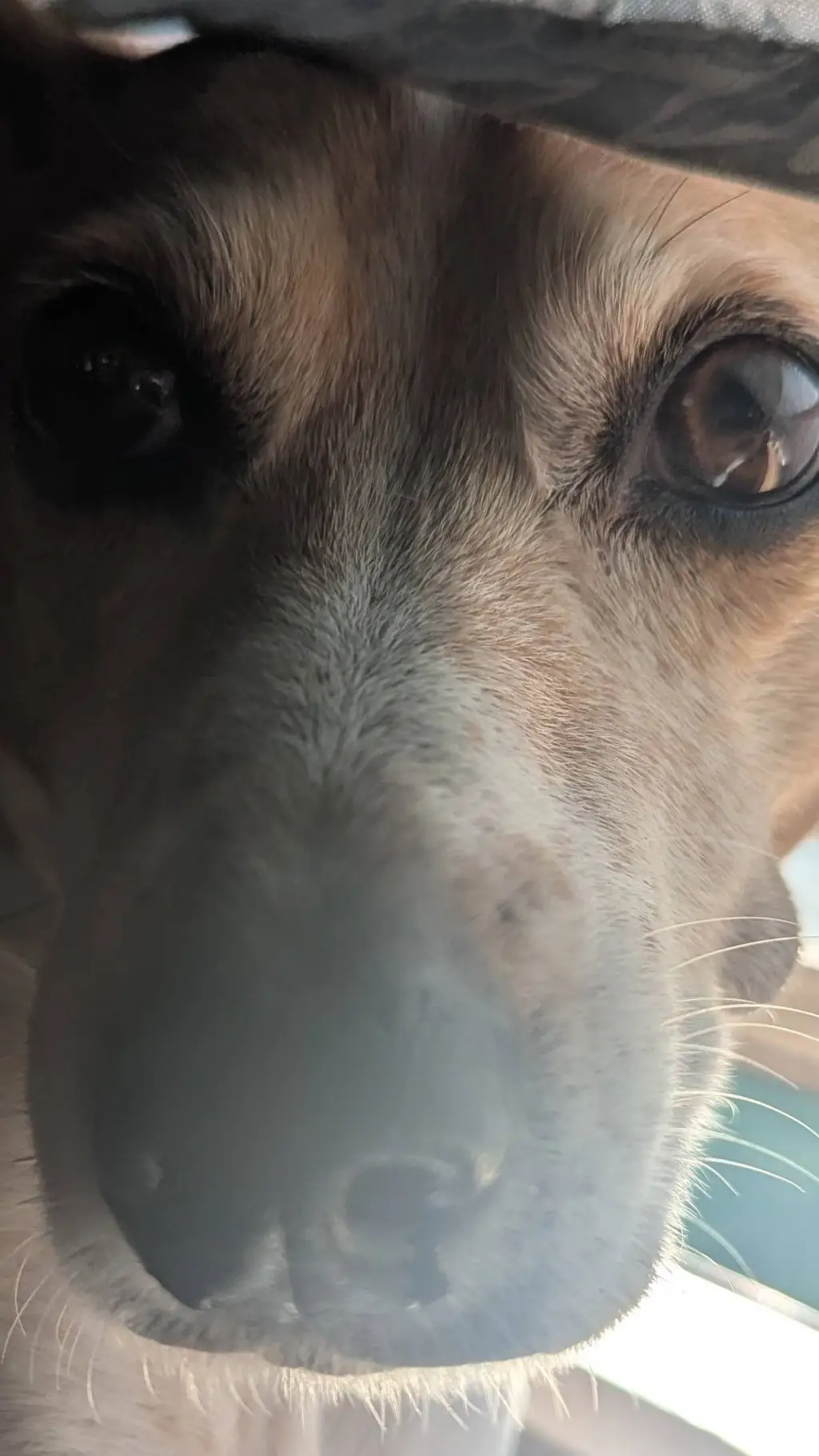 ai character: doggy  background