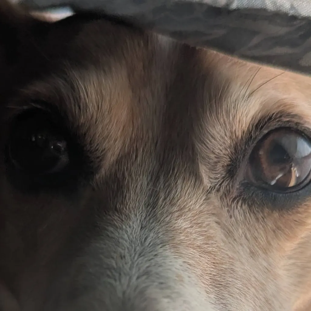 chat with ai character: doggy 