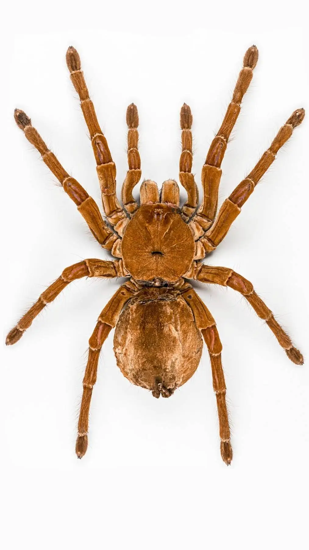 ai character: spider background