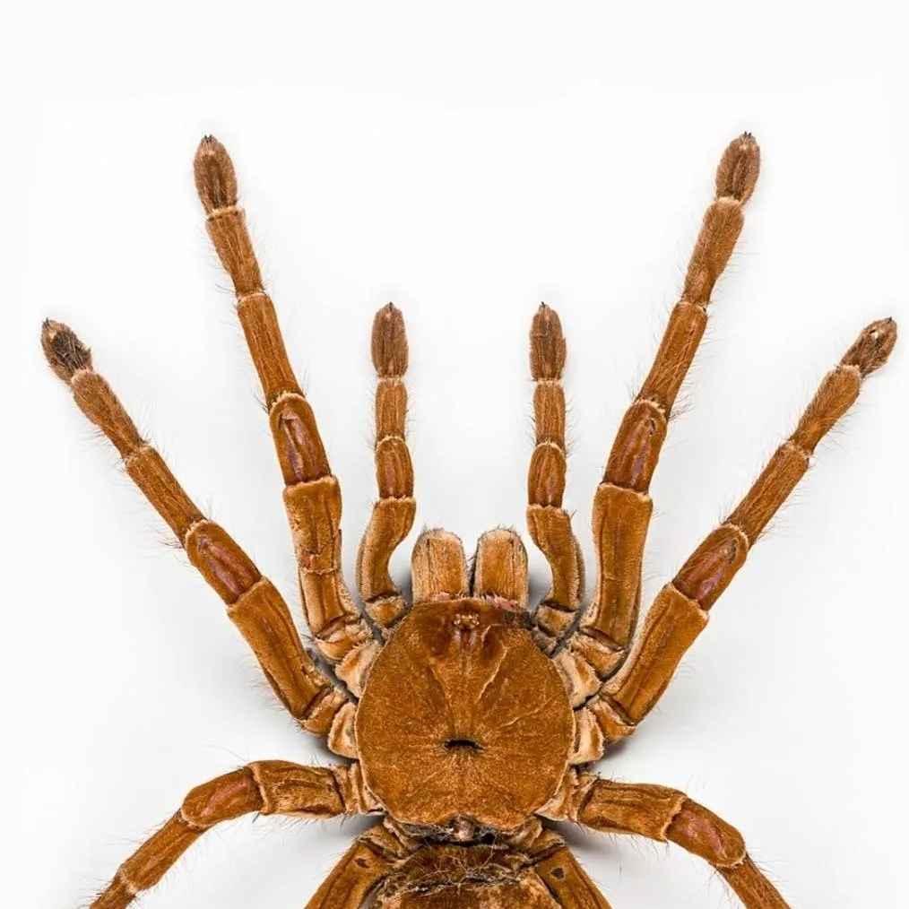 chat with ai character: spider
